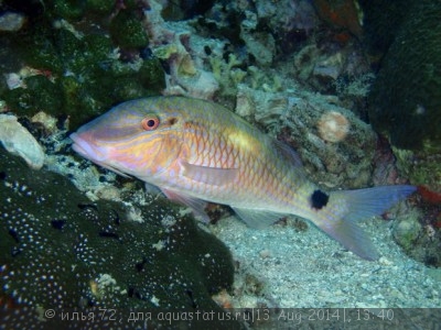 Барабуля индийская (Parupeneus indicus)