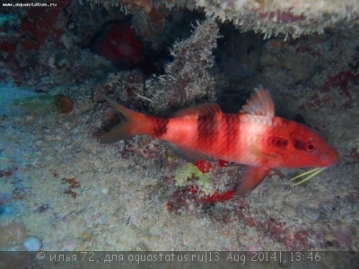 Барабуля красная (Parupeneus multifasciatus)