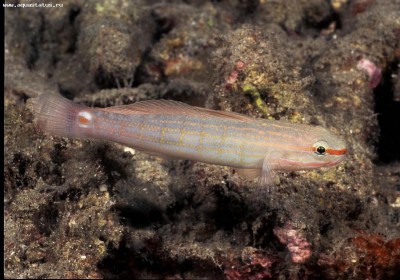 Фото Бычок-амблигобиус сетчатый Amblygobius decussatus  (photo#58483)