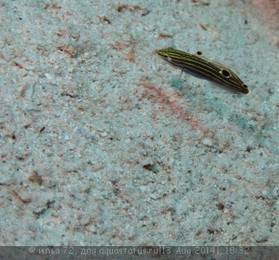 Бычок Гектора (Amblygobius hectori)