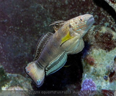 Бычок Амблигобиус-пуля (Amblygobius phalaena)