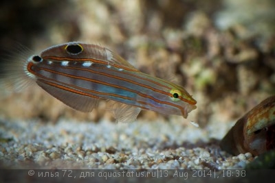 Бычок Клоун (Amblygobius rainfordi)