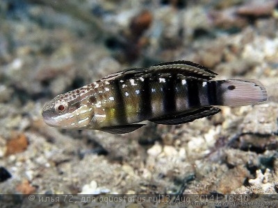 Бычок-амблигобиус семицинктус (Amblygobius semicinctus)