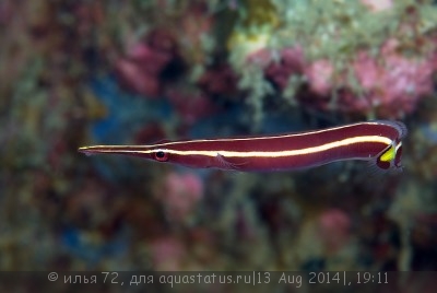 Ежовая уточка (Diademichthys lineatus)