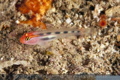 Бычок клоун красноголовый (Elacatinus puncticulatus)