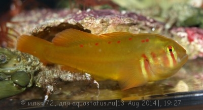 Бычок-клоун зеленый (Gobiodon atrangulatus)