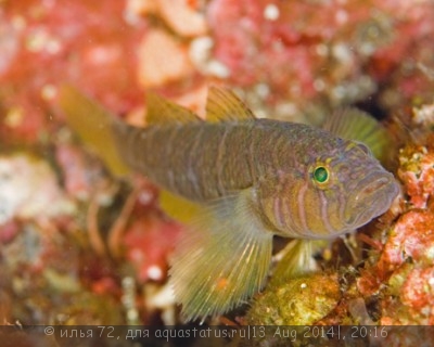 Фото Бычок приолепис желтый Priolepis aureoviridis  (photo#58514)