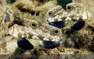 Бычок двупятнистый (Signigobius biocellatus)