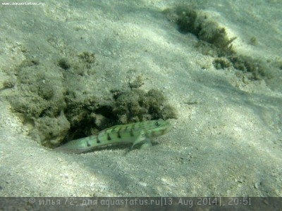 Фото Бычок-валансьенн длинноплавничный Valenciennea longipinnis  (photo#58525)