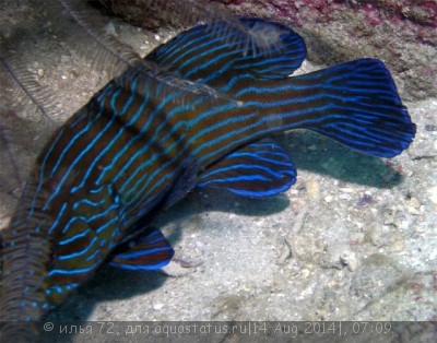 Фото Групер бирюзовополосый Cephalopholis formosa  (photo#58533)