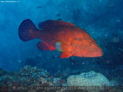 Групер красный коралловый (Cephalopholis miniata)