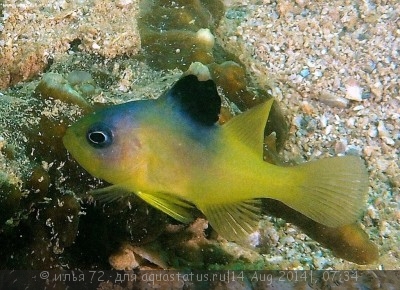 Групер двухполосый (Diploprion bifasciatus)