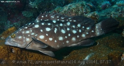 Фото Групер белопятнистый Epinephelus coeruleopunctatus  (photo#58538)