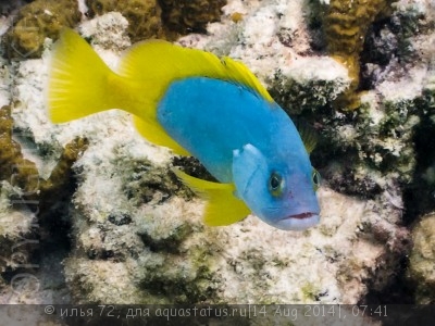 Групер желто-голубой (Epinephelus flavocaeruleus)