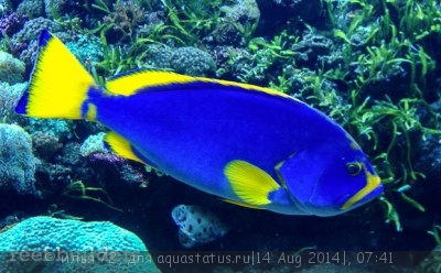 Групер желто-голубой (Epinephelus flavocaeruleus)