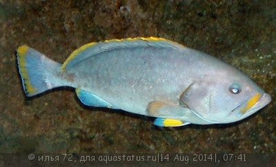 Групер желто-голубой (Epinephelus flavocaeruleus)