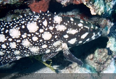 Групер сумана (Epinephelus summana)