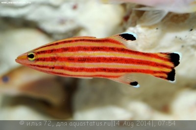 Фото Групер лиопропома рубра Liopropoma rubre  (photo#58546)