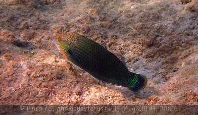 Губан тамарин окаймленный (Halichoeres marginatus)