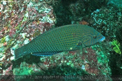 Губан двузубый (Анампсес) синепятнистый (Anampses caeruleopunctatus)