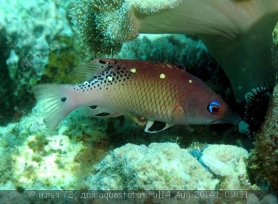 Губан Бодиан Дианы (Bodianus diana)