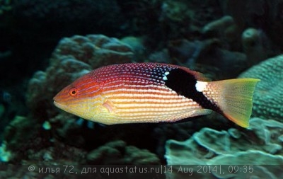 Губан Бодиан макрурус (Bodianus macrourus)