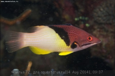 Фото Губан Бодиан темнолобый мезоторакс Bodianus mesothorax  (photo#58558)