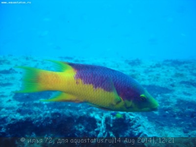 Губан Бодиан испанский (руфус) (Bodianus rufus)