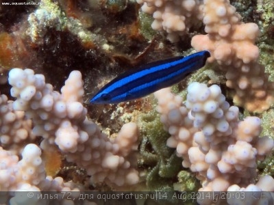 Фото Губан четырехполосый Larabicus quadrilineatus  (photo#58607)