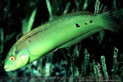 Губан Новакулихт травяной (Novaculichthys macrolepidotus)