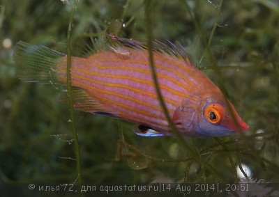 Губан розовый (Pseudocheilinops ataenia)