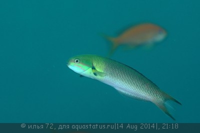 Губан Талассома радужная (Thalassoma amblycephalum)