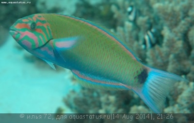 Губан Талассома лунная (зеленая) (Thalassoma lunare)