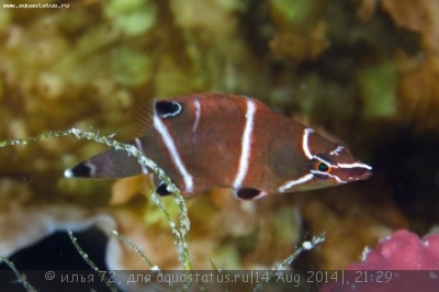 Губан Опоссум белополосый (Wetmorella albofasciata)