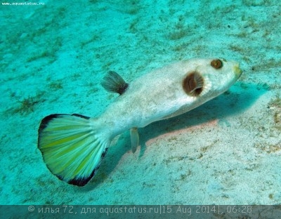 Иглобрюх Аротрон иммакулатус (Arothron immaculatus)