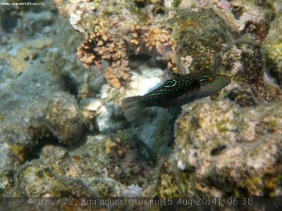 Фото Иглобрюх Беннетта Canthigaster bennetti  (photo#58634)