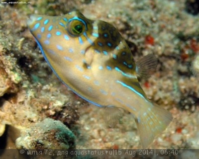 Иглобрюх коронованный (Canthigaster coronata)