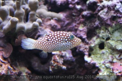 Иглобрюх Кантигастер гавайский белопятнистый (Canthigaster jactator)