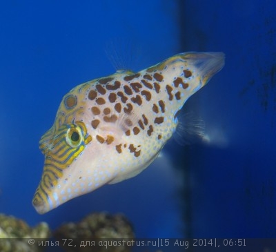 Иглобрюх леопардовый (Canthigaster leoparda)