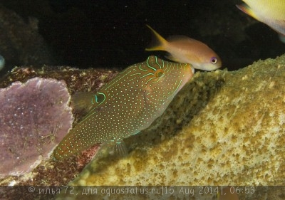 Иглобрюх папуасский (Canthigaster papua)