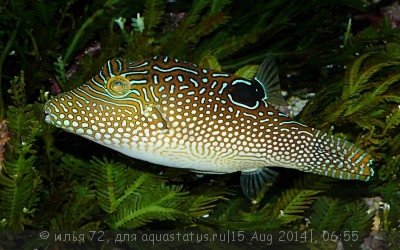 Фото Иглобрюх острорылый точечный Canthigaster solandri  (photo#58639)