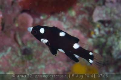 Кабанчик бодианус (Bodianus axillaris)