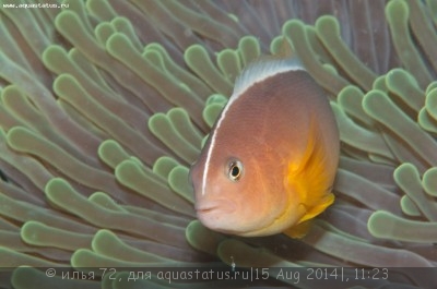 Клоун скунсовый (Amphiprion akallopisos)