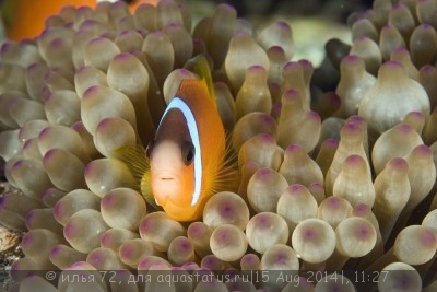 Клоун барбара (Amphiprion barberi)