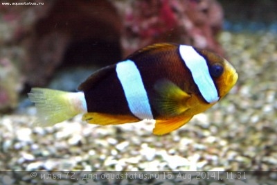 Клоун Кларка шоколадный (Amphiprion clarkii)