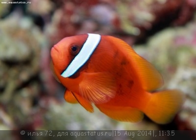 Фото Клоун френатус томатный красный Amphiprion frenatus  (photo#58659)