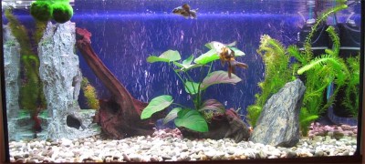 Мой аквариум 150 литров Gora  - IMG_0382.jpg