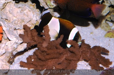 Клоун широкополосый (Amphiprion latezonatus)