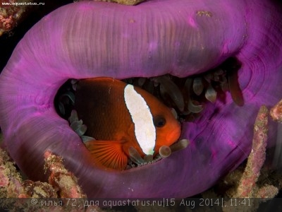 Клоун черный (Amphiprion melanopus)