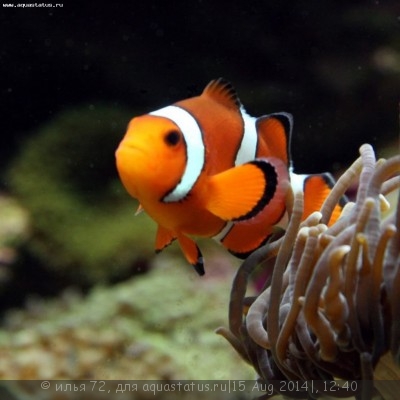 Клоун оцелярис (Amphiprion ocellaris)